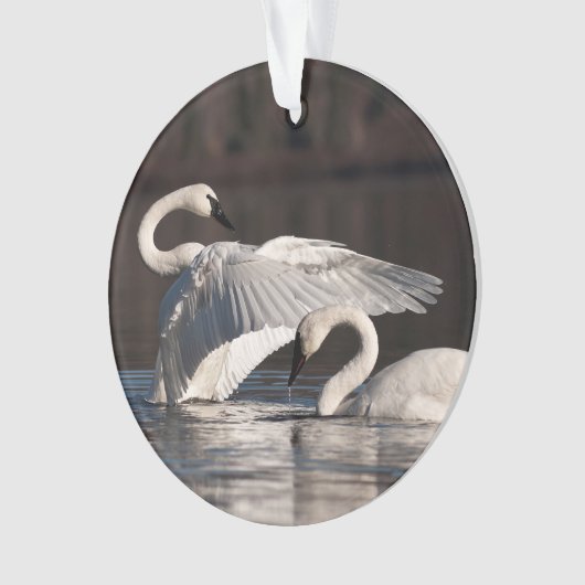 Aimer les cygnes (devant)