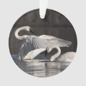 Aimer les cygnes (devant)