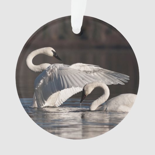 Aimer les cygnes (devant)