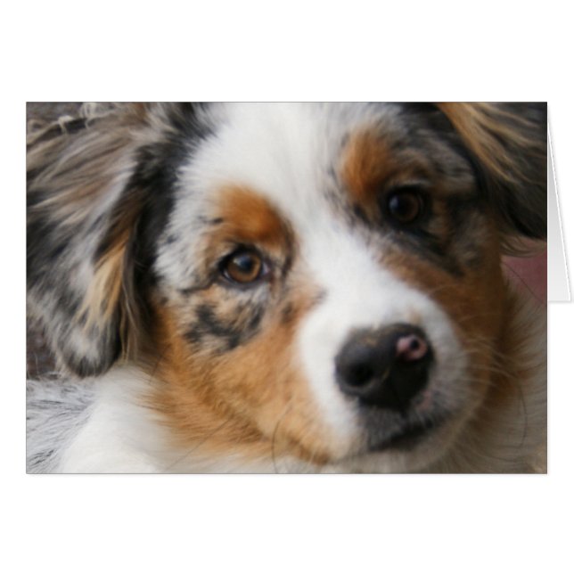 Aimer mon Australien (Devant horizontal)