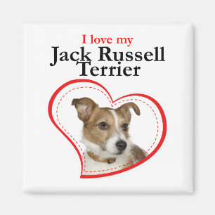 Aimer Mon Jack Russell Magnet Terrier