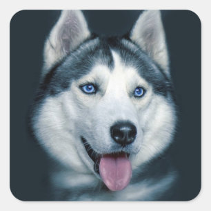 Aimer Sibérie Husky Chien Chien Chien Stickers de