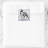 Aimer Sibérie Husky Chien Chien Chien Stickers de  (Sac)
