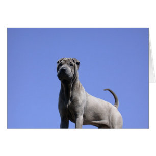 Aimez-moi, aimez mon chien…