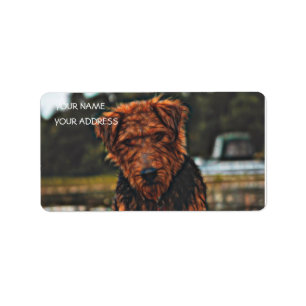 Airedale bij het spelen - groter etiket