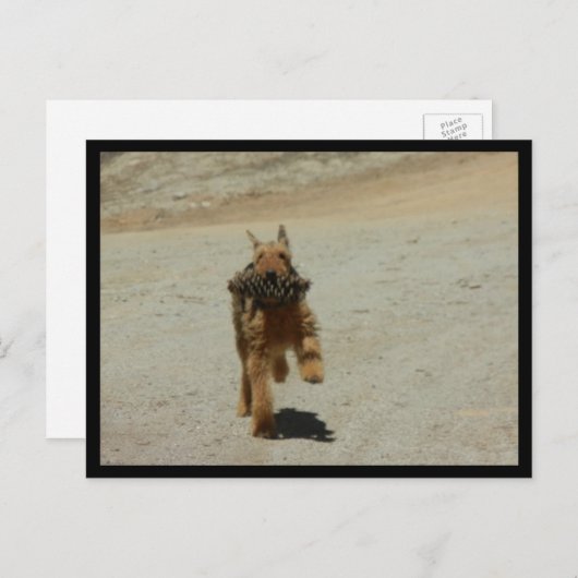 Airedale Dog Briefkaart (Voorkant / Achterkant)