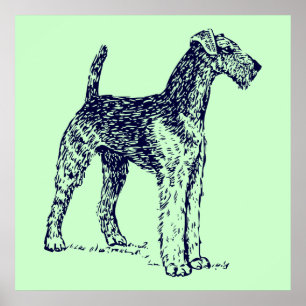 Airedale-hond Poster