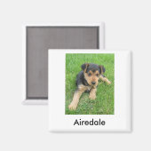 Airedale Puppy Magnet Magneet (Voorkant / Achterkant)