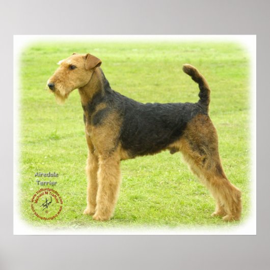 Airedale Terrier 8T092D-16 Poster (Voorkant)