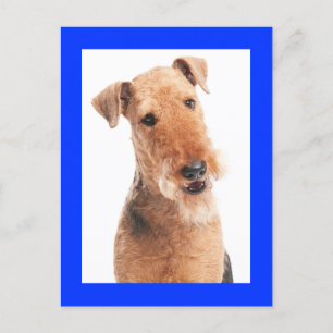 Airedale Terrier Chien Chien bleu carte postale