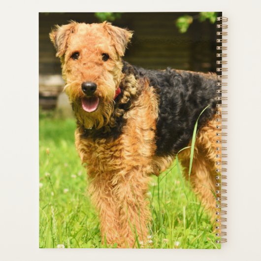 Airedale Terrier Chien chiot (Dos)