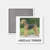 Airedale Terrier Magnet (Recto/Verso)