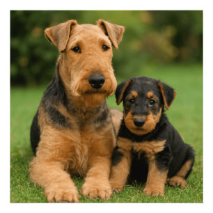 Airedale Terrier met puppy Foto Afdruk