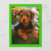 Airedale Terrier Puppy Dog Green Briefkaart (Voorkant)