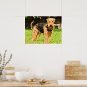 Airedale Terrier Puppy Dog Poster (Keuken)