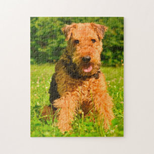 Airedaleterriër hond. legpuzzel