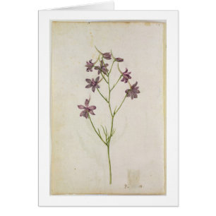 Ajacis de delphinium, c.1568