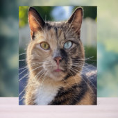 Ajouter une Personnaliser photo de chat (Neutre)