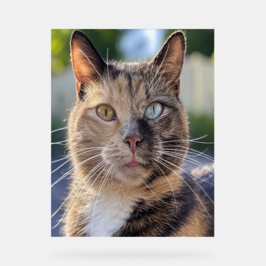 Ajouter une Personnaliser photo de chat (Recto)