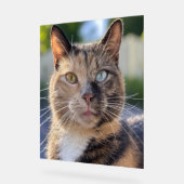 Ajouter une Personnaliser photo de chat (Angle)