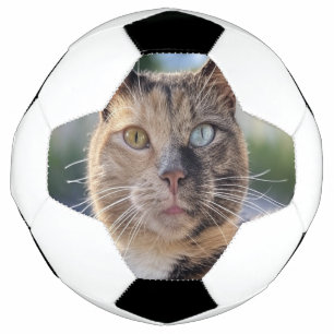 Ajouter une Personnaliser photo de chat