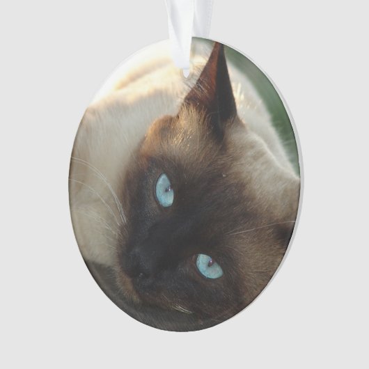 Ajoutez la photo de votre chat et le nom de ce Maî (devant)