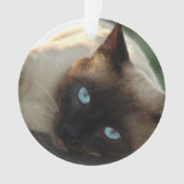 Ajoutez la photo de votre chat et le nom de ce Maî (devant)