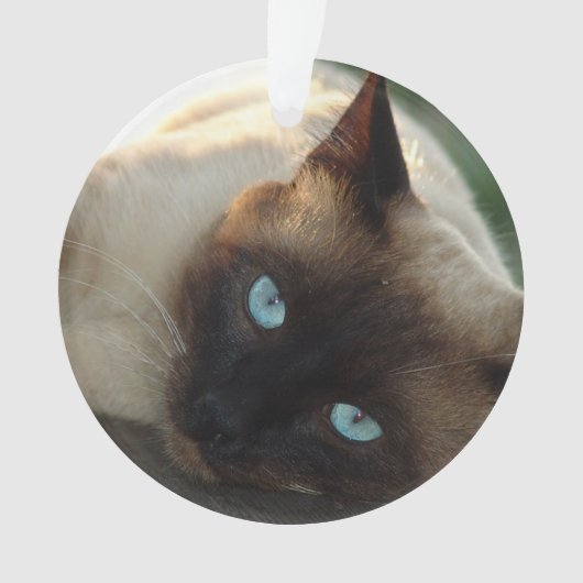 Ajoutez la photo de votre chat et le nom de ce Maî (devant)