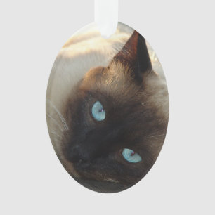 Ajoutez la photo de votre chat et le nom de ce Maî
