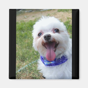 Ajoutez un aimant de photo d'animal familier ou de