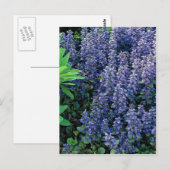 Ajuga reptans - tapijten briefkaart (Voorkant / Achterkant)