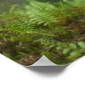 Akaka Herfsten Hilo, Hawaii Poster (Hoek)