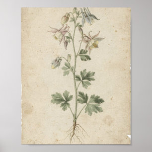 Akelei Bloemen Botanische Kunst Poster