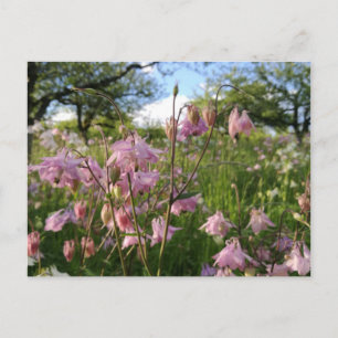 Akeleinen Wiese unter Apfelbäumen Briefkaart