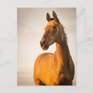 Akhal teke bij zonsondergang briefkaart