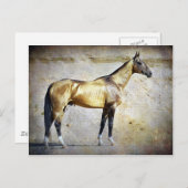 Akhal-teke Briefkaart (Voorkant / Achterkant)
