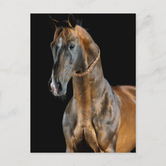 Akhal-Teke Horse Briefkaart
