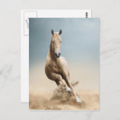 Akhal-Teke Horse Briefkaart (Voorkant / Achterkant)