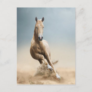 Akhal-Teke Horse Briefkaart