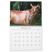 Akhal-Teke Horses 2 Kalender (Feb 2026)