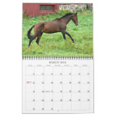Akhal-Teke Horses Kalender (Mar 2026)