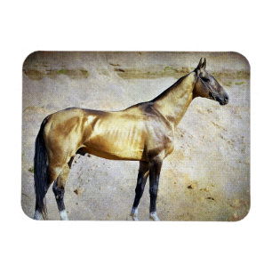 Akhal-teke Magneet