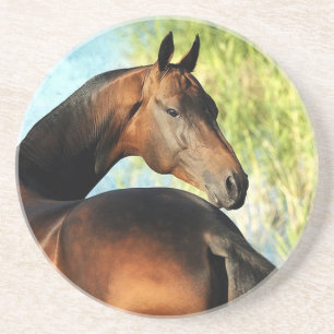 Akhal-teke stallion zandsteen onderzetter