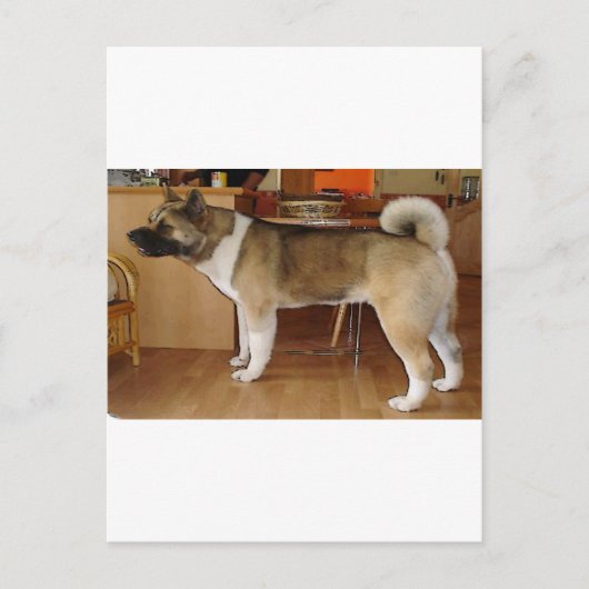 Akita Briefkaart (Voorkant)