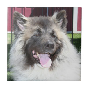 Akita dog tegeltje