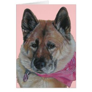 akita foulard rose usa drapeau tag chien portrait