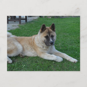 akita leg.png briefkaart