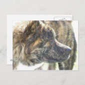 Akita-postkaart Briefkaart (Voorkant / Achterkant)