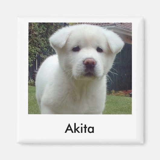 Akita Puppy Magnet (Devant)