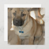 Akita Puppy Uitnodiging (Voorkant / Achterkant)